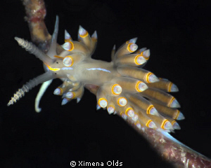 Dondice Occidentalis
Nikon D7000 105mmVR Ikelite strobes... by Ximena Olds 